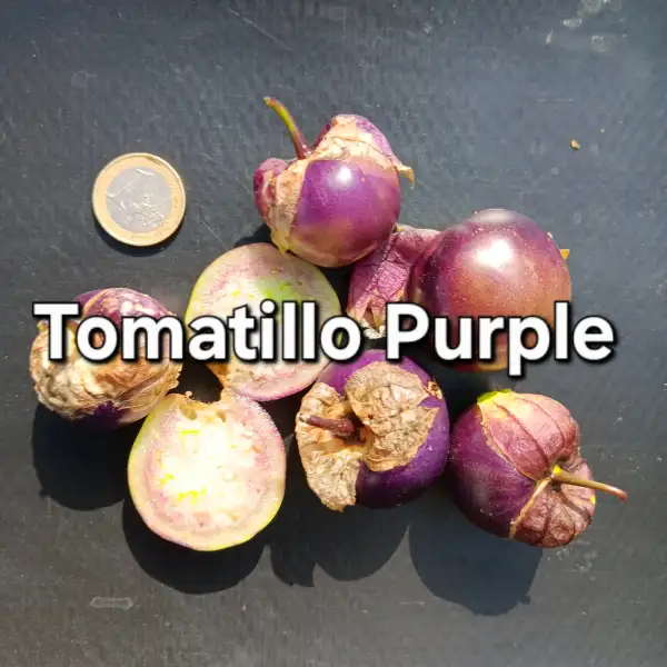 Physalis: Tomatillo Purple