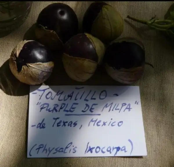 Physalis: Tomatillo Purple de Milpa