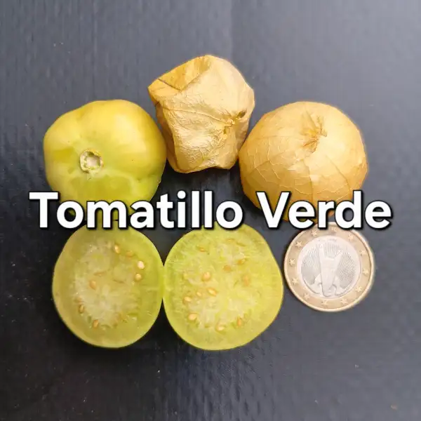 Physalis: Tomatillo Verde