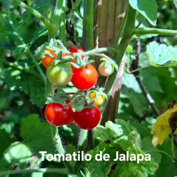 Tomaten: Tomatilo de Jalapa