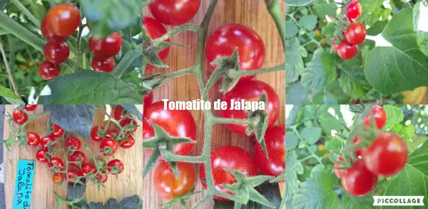 Tomaten: Tomatito de Jalapa - Wiltomate
