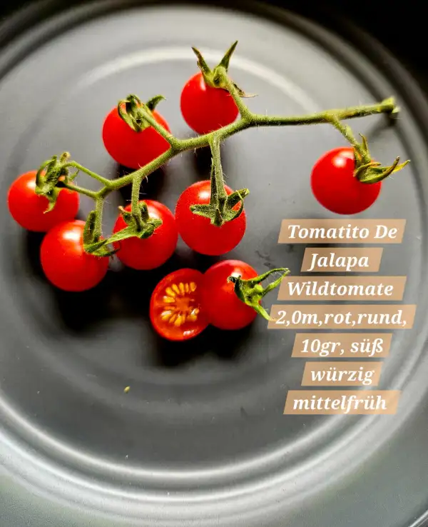 Tomaten: Tomatito de Jalapa