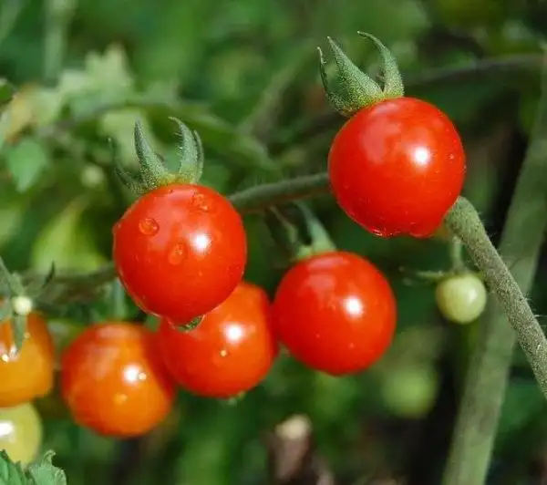 Tomaten: Tomatito de Jalapa