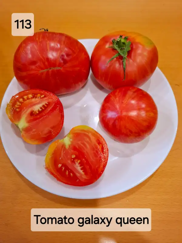 Tomaten: Tomato galaxy queen