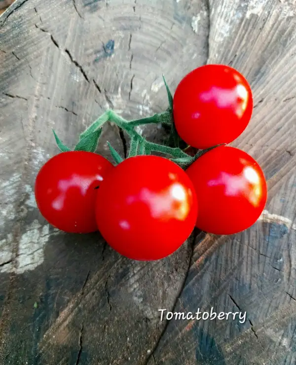 Tomaten: Tomatoberry