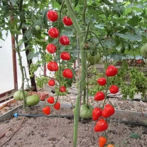 Tomaten: Tomatoberry