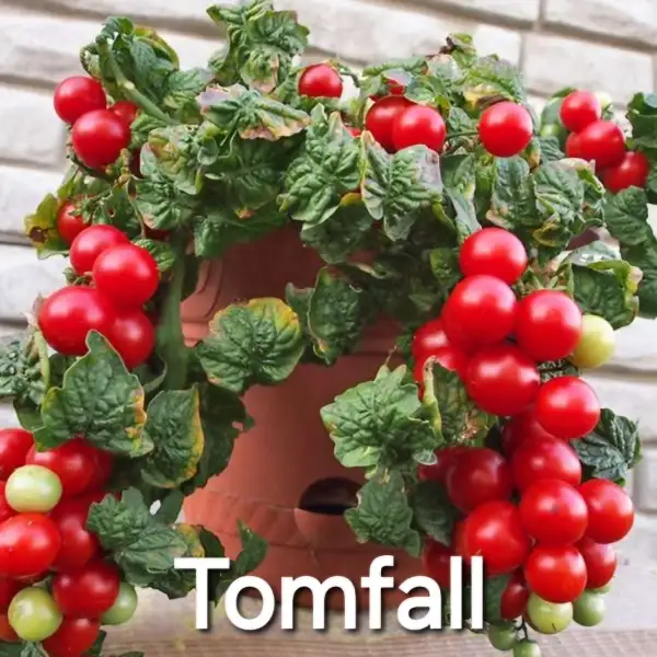 Tomaten: Tomfall