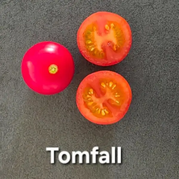 Tomaten: Tomfall
