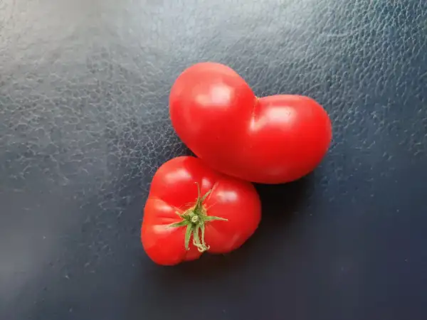 Tomaten: Tommy Tasty