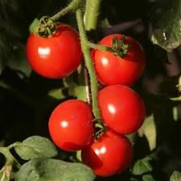 Tomaten: Tommy Toe