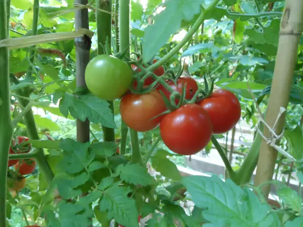 Tomaten: Tommy Toe ( Kat# 2225 )