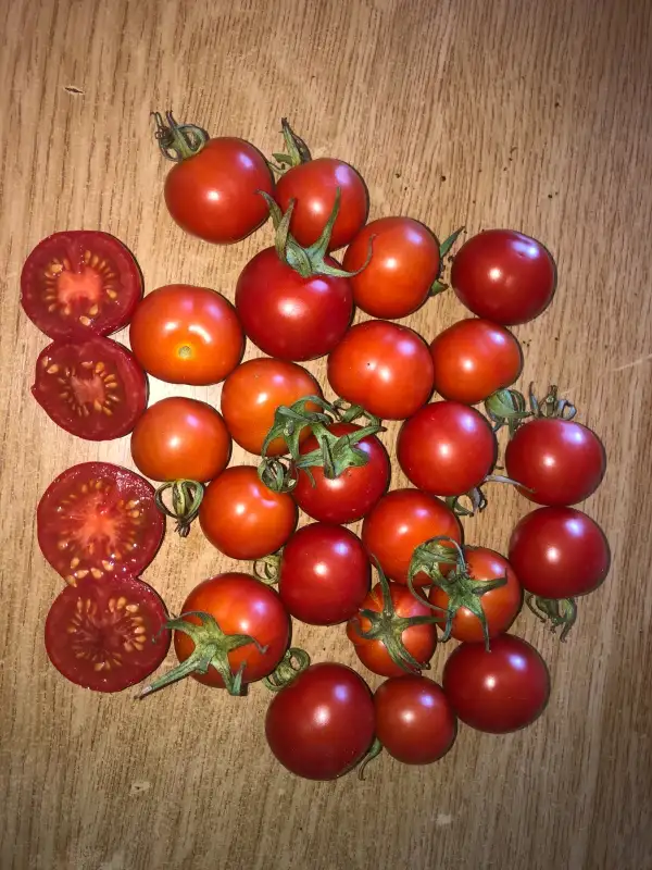 Tomaten: Tommy Toes