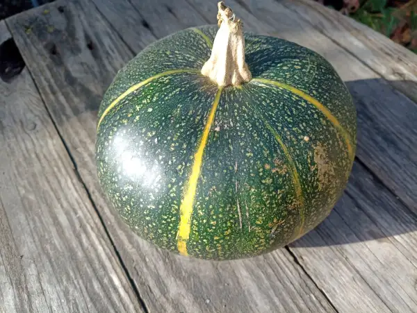 Zucchini: Tonda di Nizza