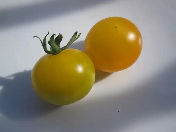 Tomaten: Tondino giallo