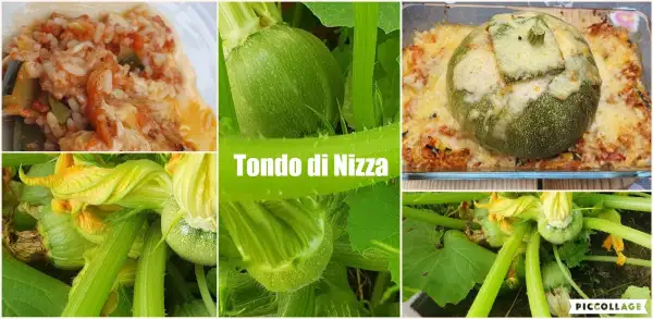 Zucchini: Tondo di Nizza