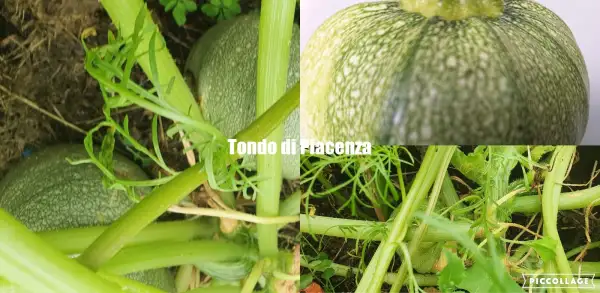 Zucchini: Tondo di Piacenza