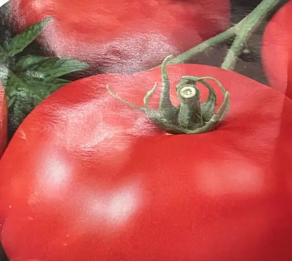 Tomaten: Tondo Liscio - Stabtomate