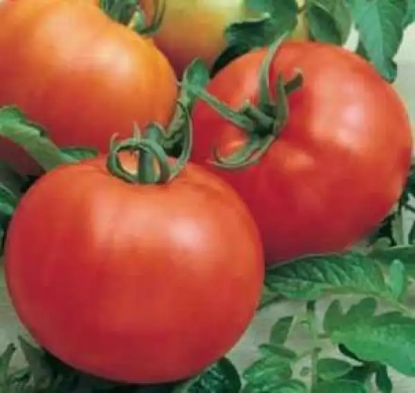 Tomaten: Tondo Liscio