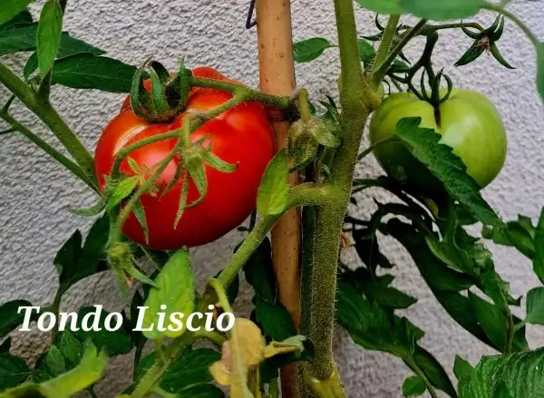 Tomaten: Tondo Liscio