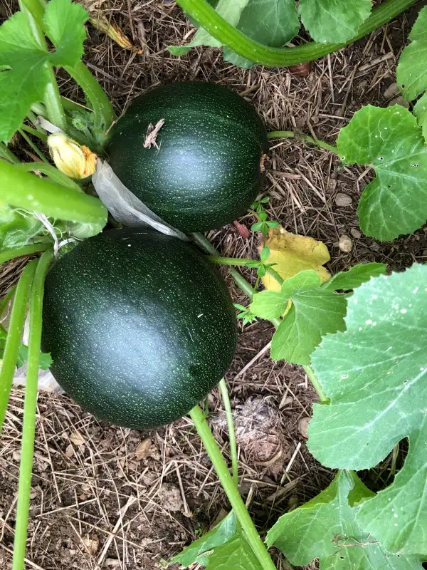 andere Gemüse: Tondo Scuro di Piacenza zucchini