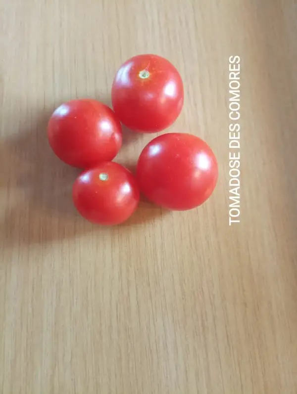 Tomaten: Tonodose des Conores