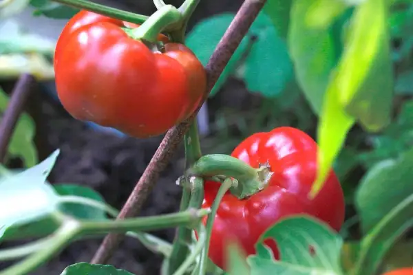 Chili / Paprika: Top Girl Paprika