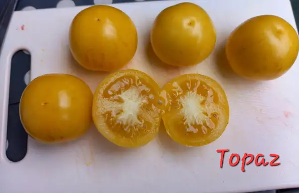 Tomaten: Topaz