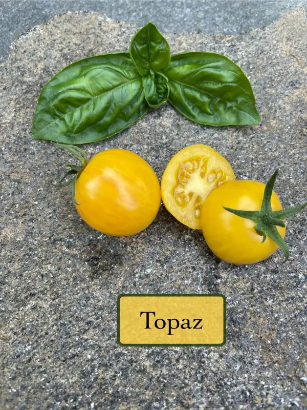 Tomaten: Topaz