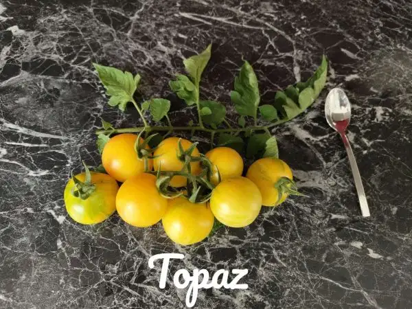 Tomaten: Topaz