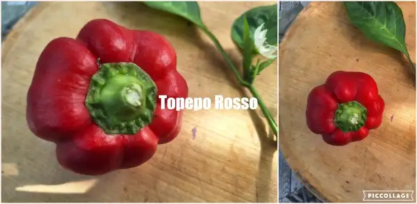 Chili / Paprika: Topepo Rosso - Paprika (freilandgeeignet)