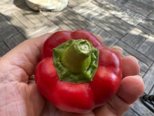 Paprika: Topepo Rosso