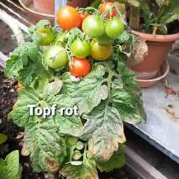 Tomaten: Topf rot