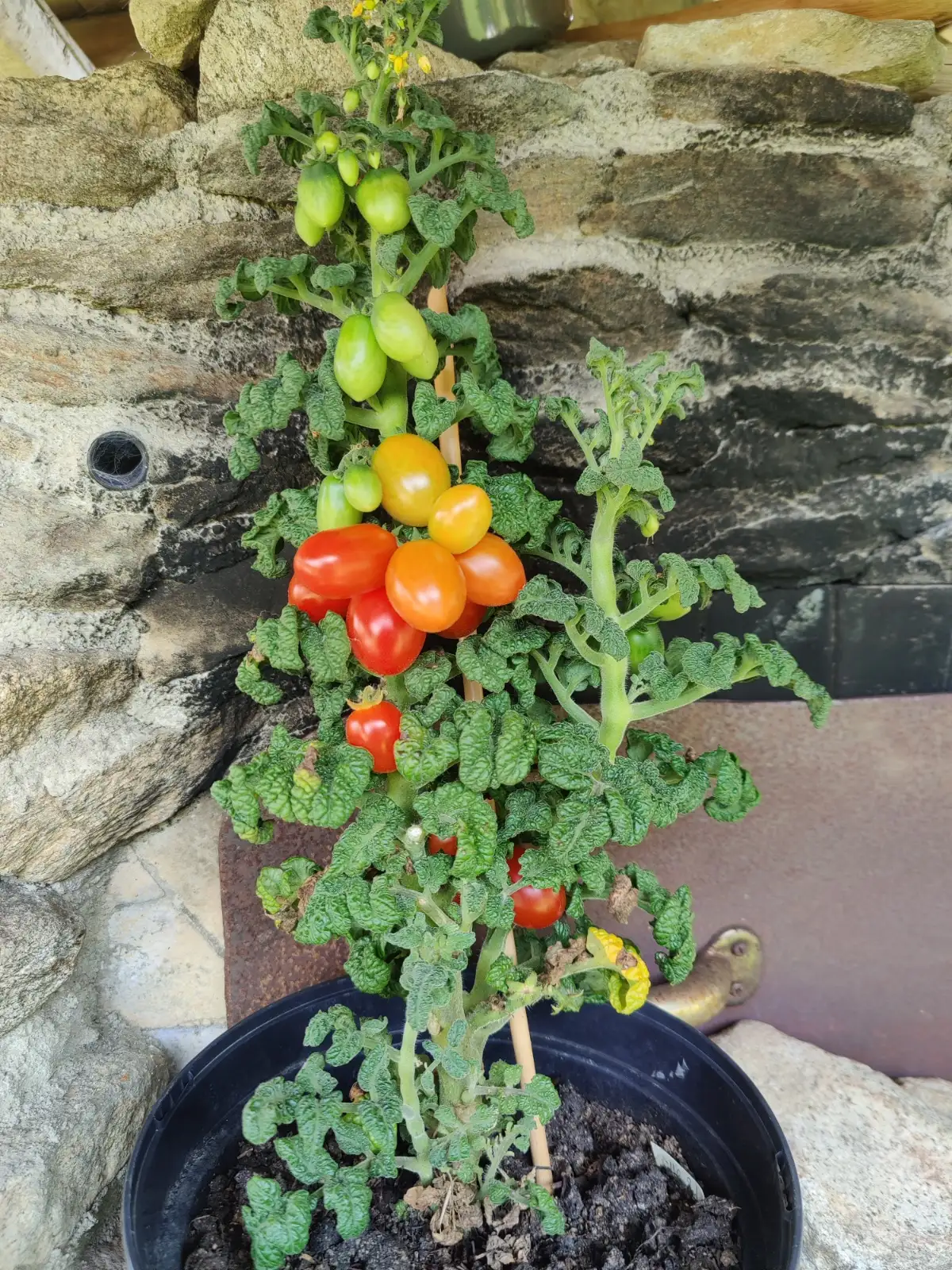 Tomaten: Topftomate "Little Red Tree"
