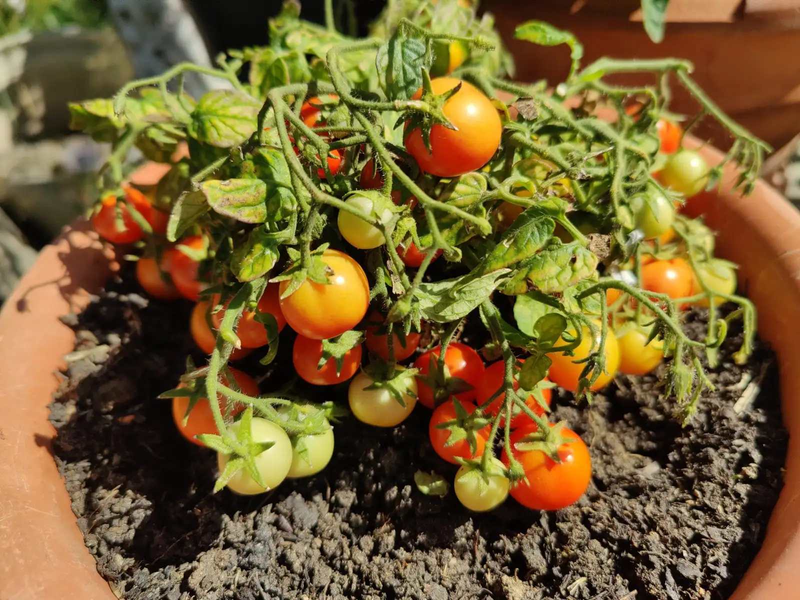 Tomaten: Topftomate "Zwergenwunder"