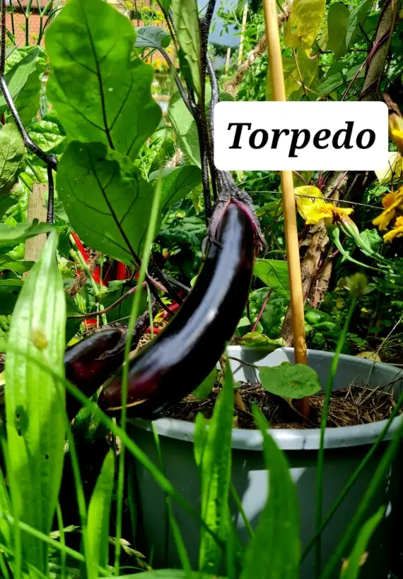 Auberginen: Torpedo