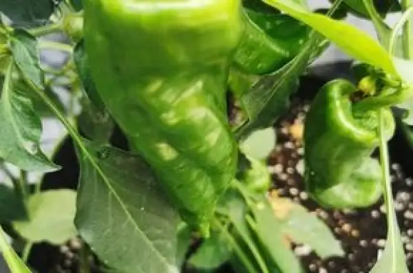 Chili / Paprika: Total Eclipse od. Space Chili