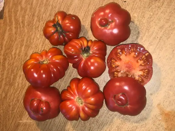 Tomaten: Tréfle du Togo