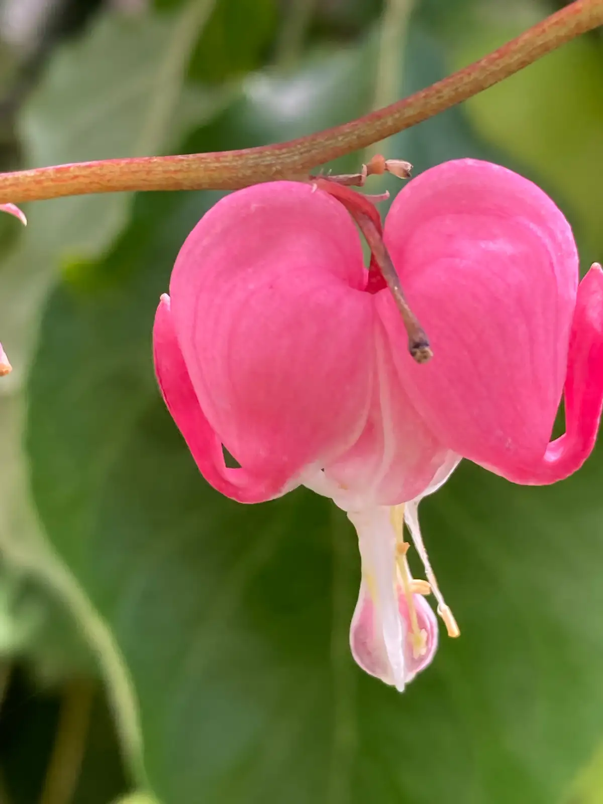 Blumen: Tränendes Herz rosa
