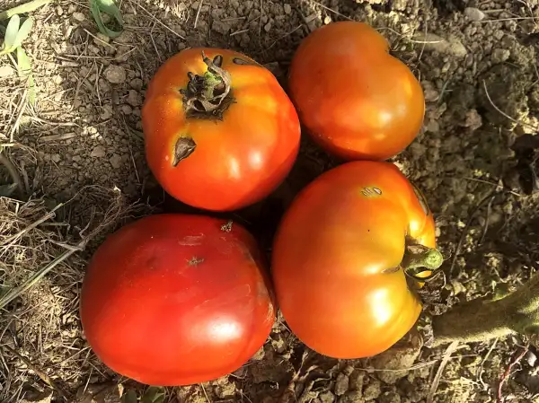 Tomaten: Tradicional de Villa del Prado