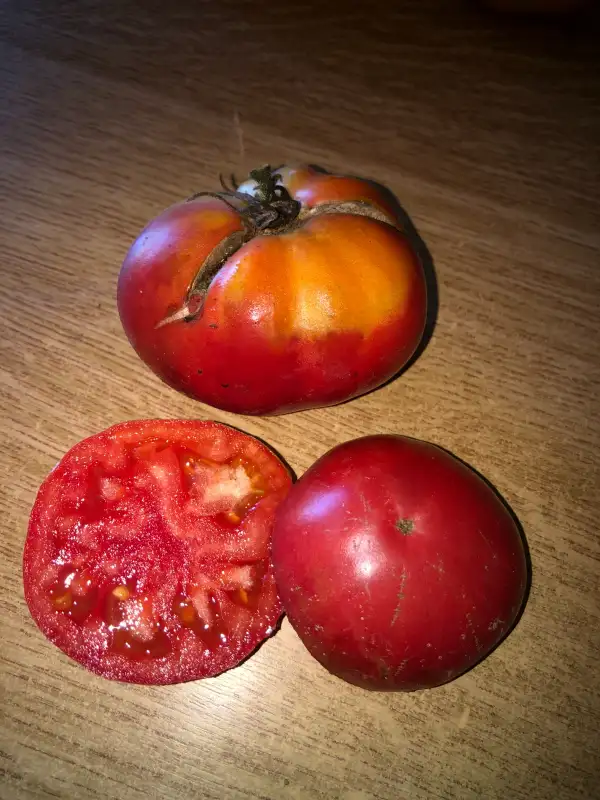 Tomaten: Trandafir de Calafat