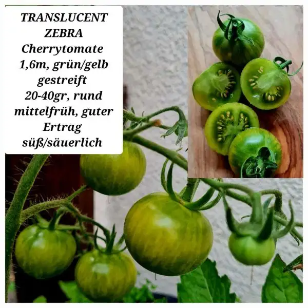 Tomaten: Translucent Zebra