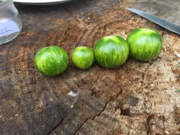 Tomaten: Translucent Zebra (light green strain)