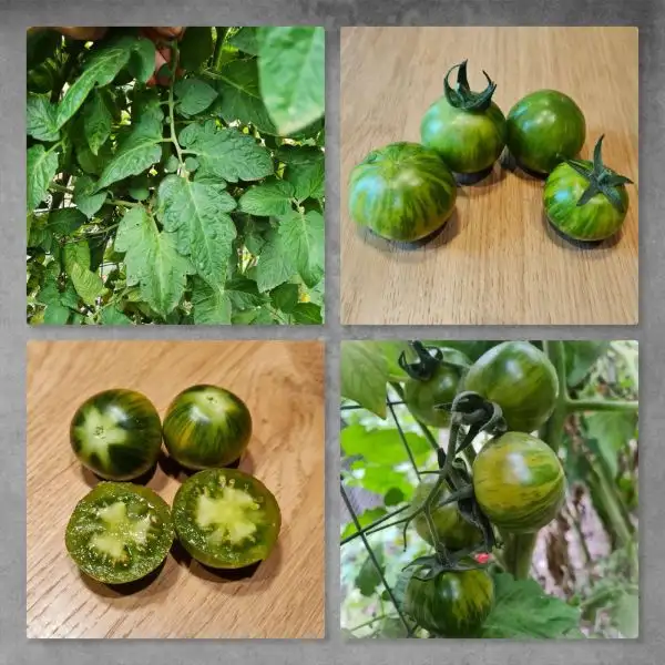 Tomaten: Transluscent zebra