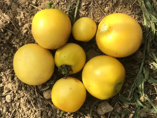 Tomaten: Transparent