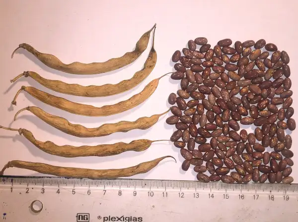 Bohnen: Transvaal Bonte