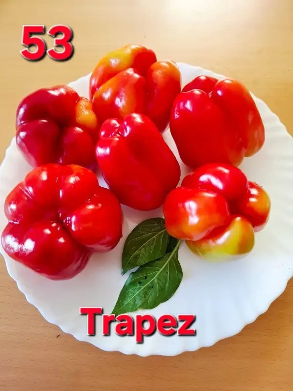 Chili / Paprika: Trapez