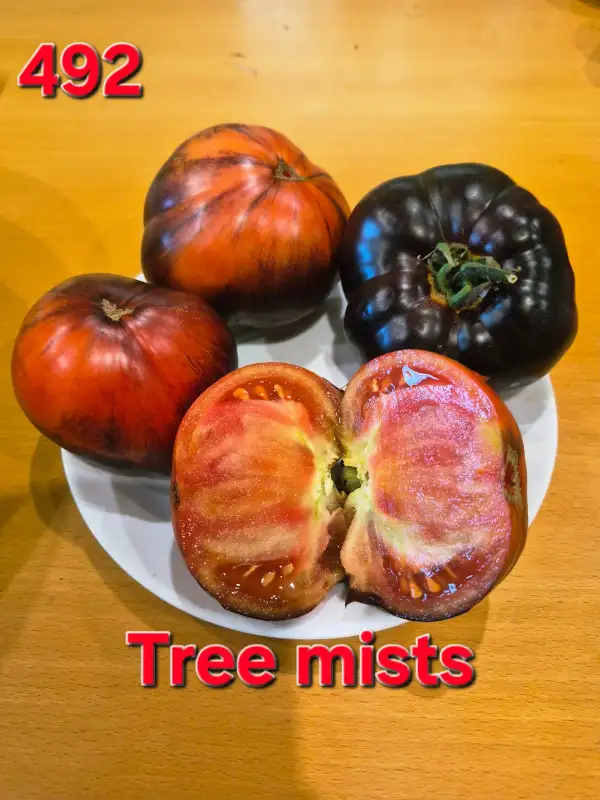 Tomaten: Tree mists