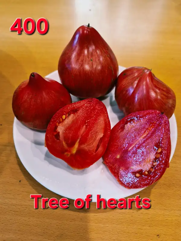Tomaten: Tree of hearts