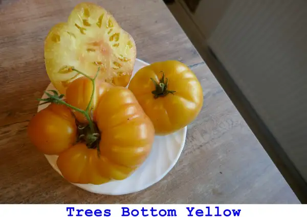 Tomaten: Trees Bottom Yellow