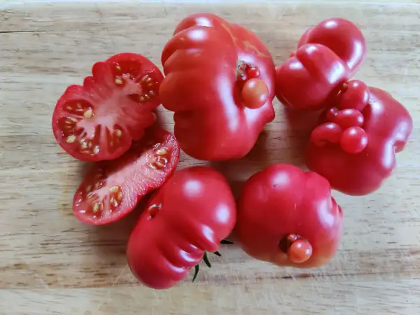 Tomaten: Treffle du togo